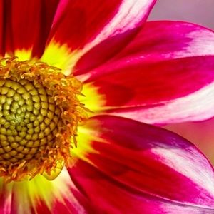 Meet your Posher, Vivian